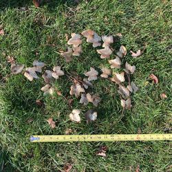 Beautiful Hand Made Brass Ivy Vintage Art