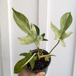 Philodendron Florida Ghost Plant 4" Pot - Indoor House Plants