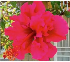 Pink Hibiscus 🌺 Double Flawer $30 Each Price Firm