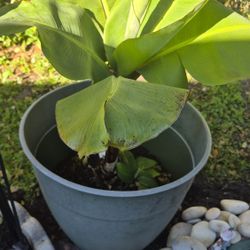 Truly Tiny Banana Plant 