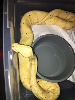 Toy Snake