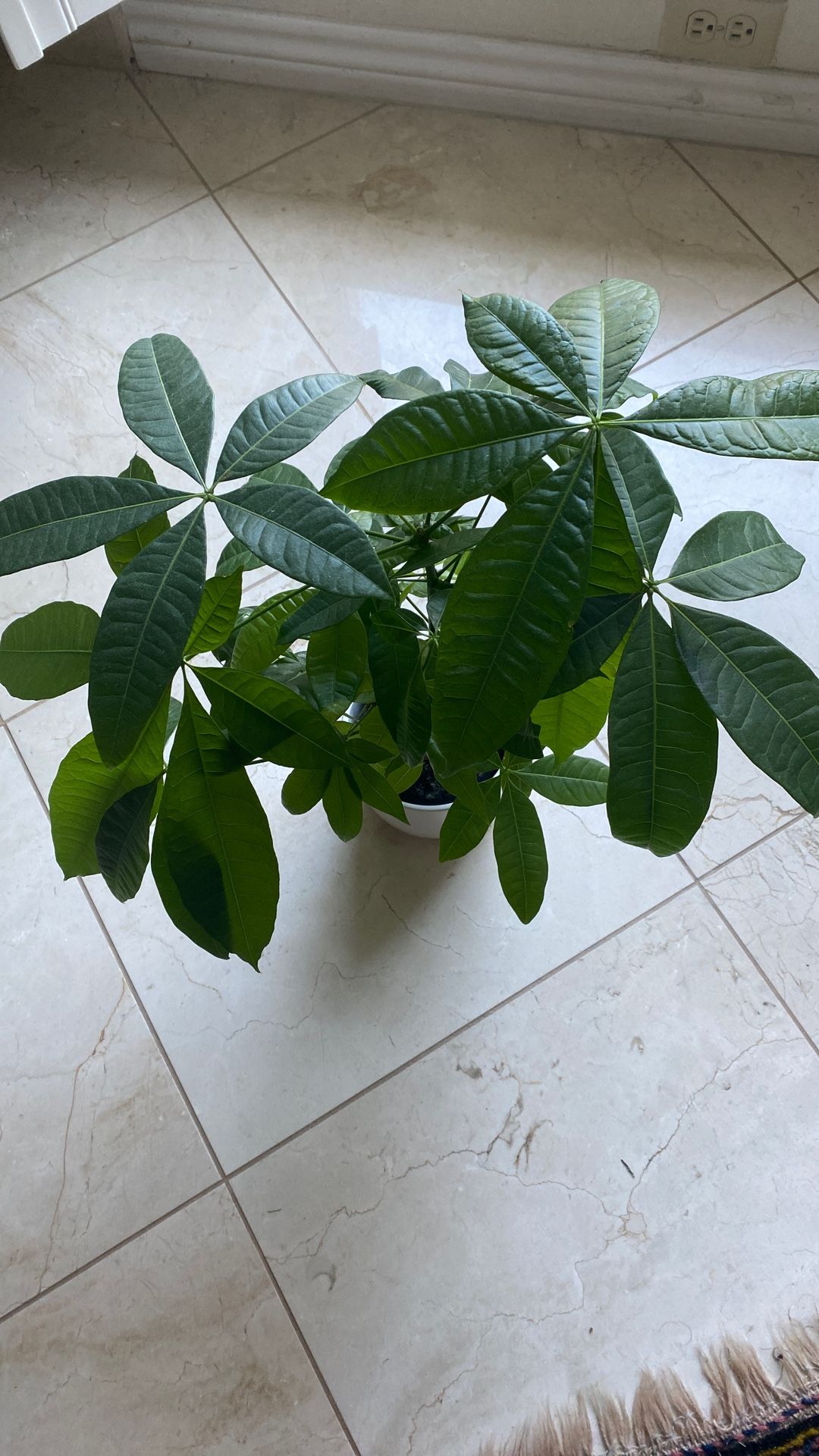 Beautiful Money Tree