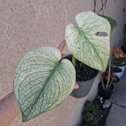 RARE. Monstera WHITE MONSTER Plant $65