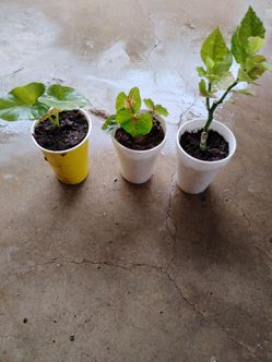 Plantas $3 cada una