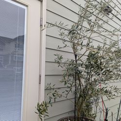 Tree Organic Olive  Price Negotiable
