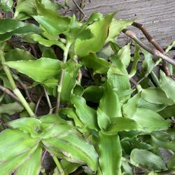 FREE Plants | Vine | Ground Cover | White Flowers Shown in 3rd Picture | No Holds FCFS