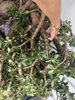 4 ft tall Large Jade Plant