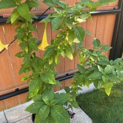 Angels Trumpet 