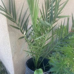 Date Palm Tree In A Pot 8 Years Old $40.