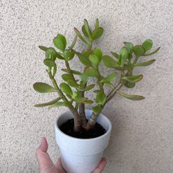 Beautiful Lucky Jade Plant With Pot