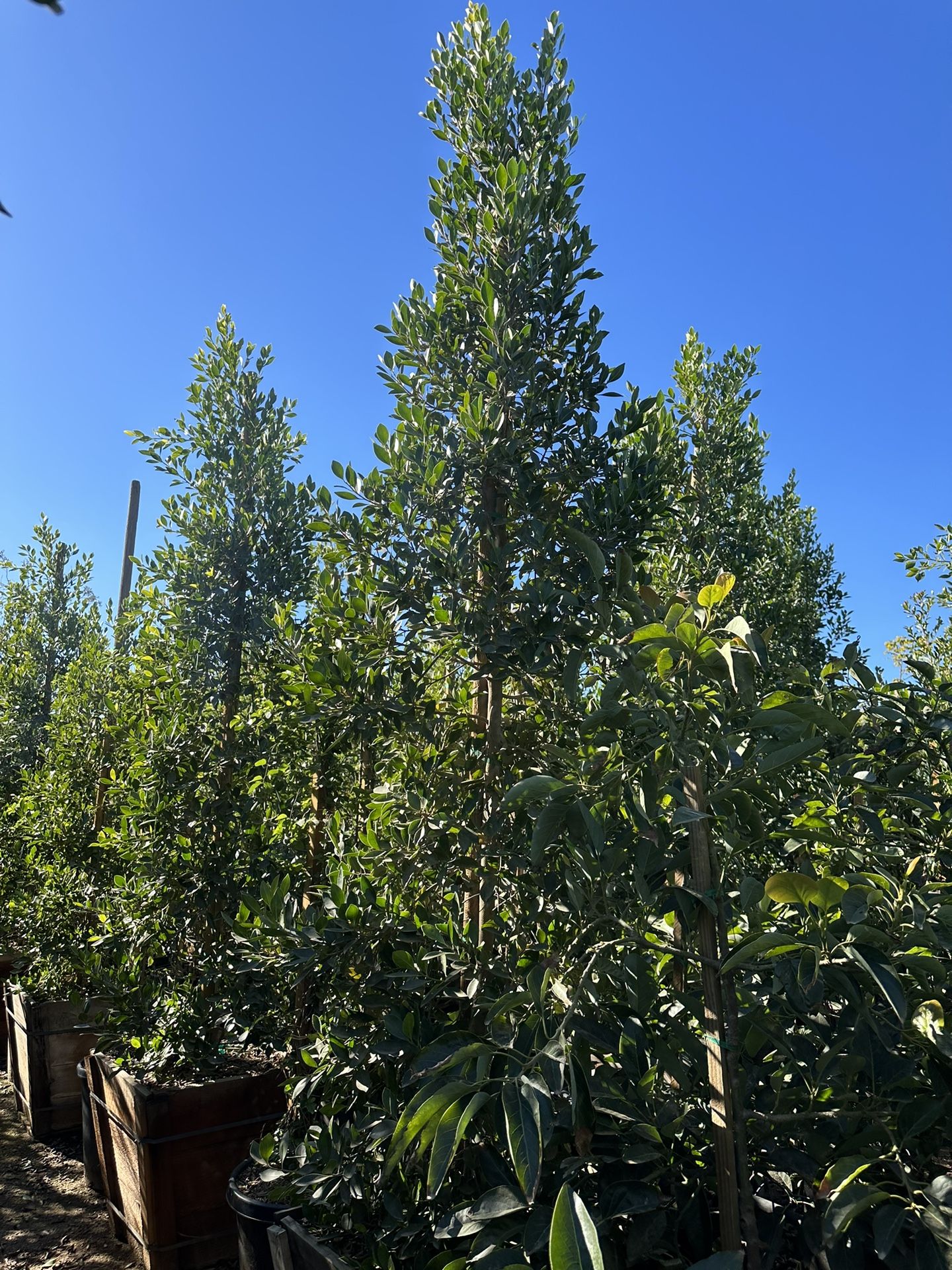 Indian Laurel Columns, Ficus nitida ‘Columns’ , Ficus tree, shade or ...