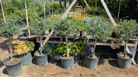 Olive Patio Tree