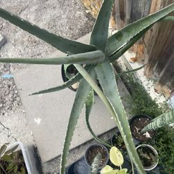 Aloe Vera Plant 🪴 