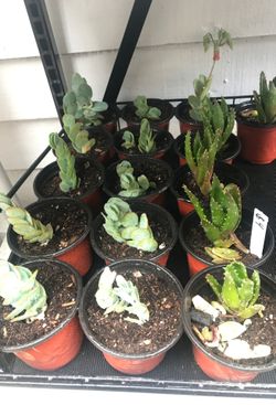 4inch succulents