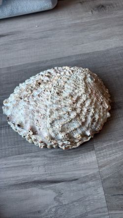 vintage shell