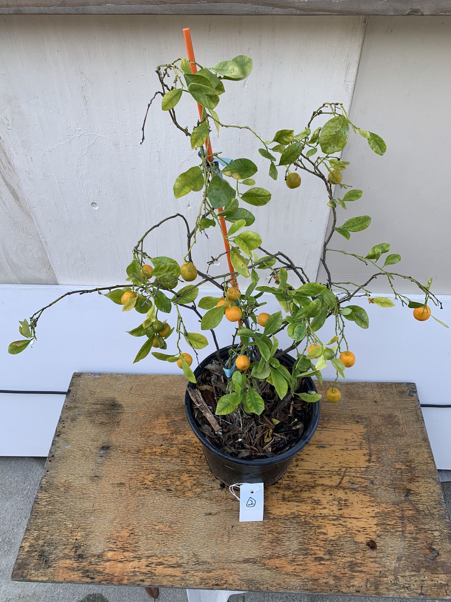 Cal2- Calamansi Tree