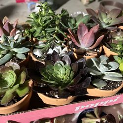 Succulents Plants Gifts Teachers Mothers Day Grad Parties 