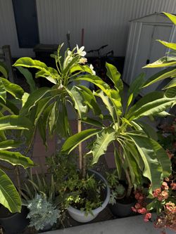Plumeria Amarilla 