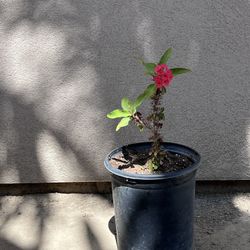 Corona De Cristo 