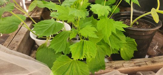 Indian bitter melon karela - free to trade