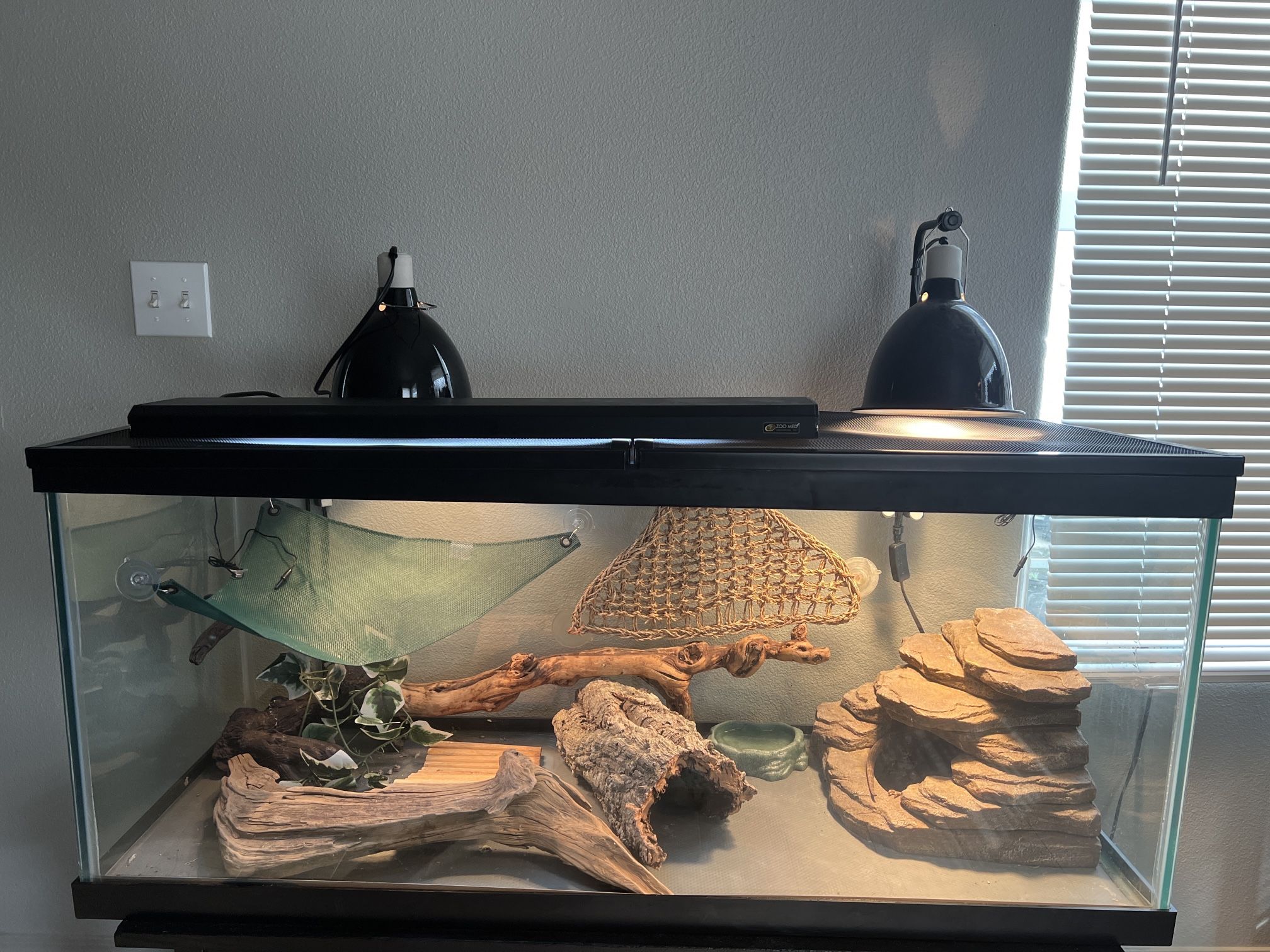 Enclosure: Bearded Dragon
