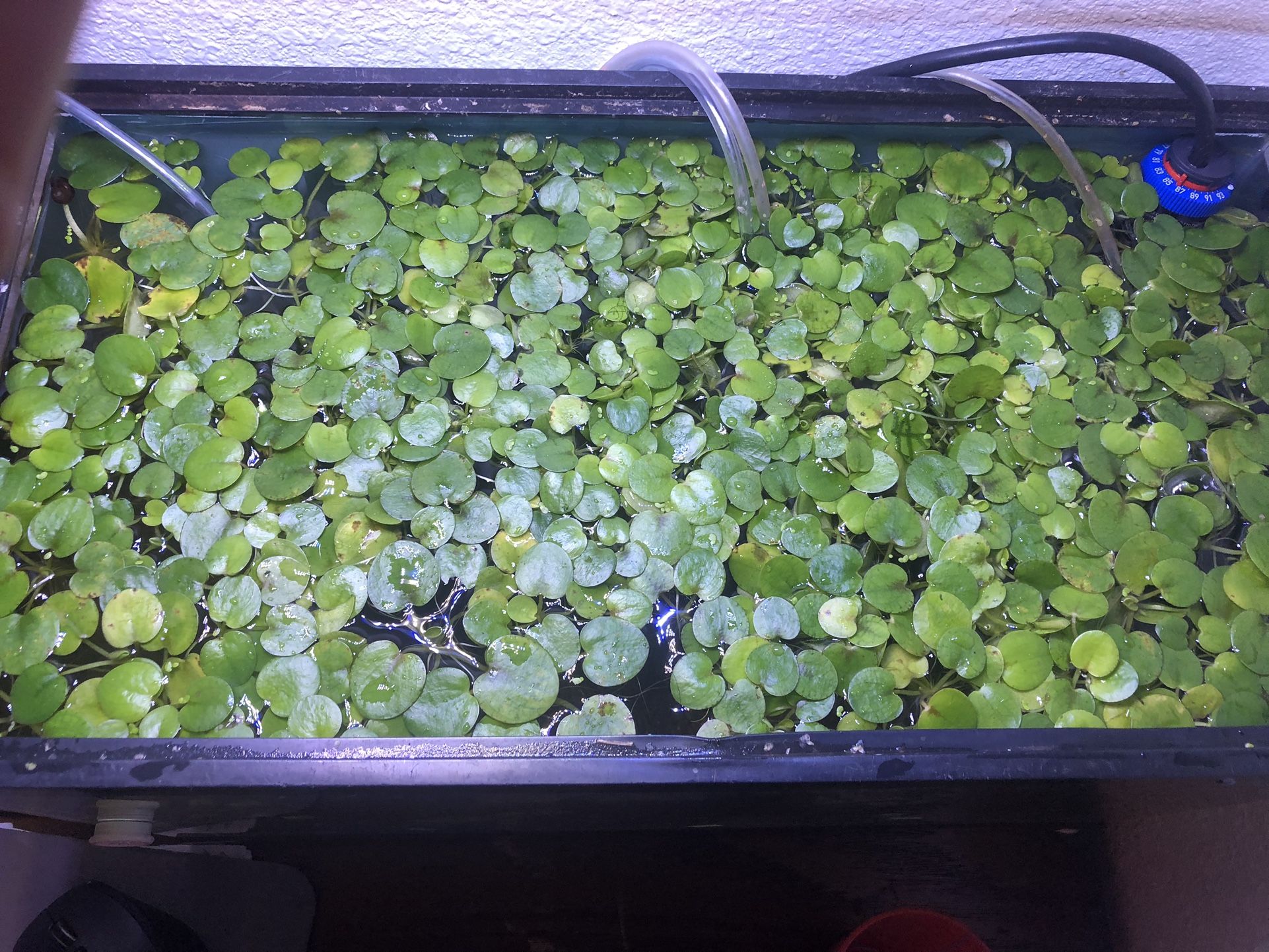 Aquarium/fish Tank Fresh Aquatic Plants Frogpit