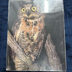 Owl poster