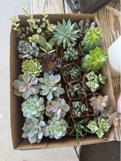 Succulents