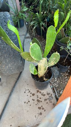 Nopal  $10 