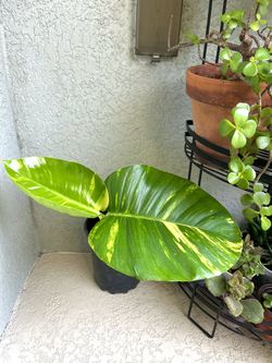 Giant  Hawaiian  Pothos Plant 