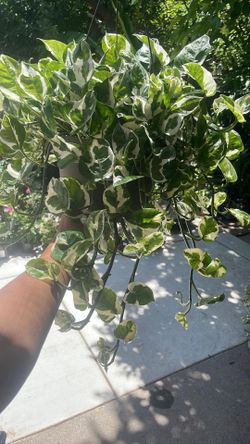 10” pot super variegated full/lush/trailing Pothos N Joy, 95820