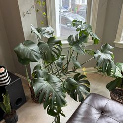 Potted Houseplants For Sale