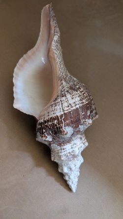 Lovely horse conch shell 14" 