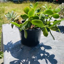 Suculenta 