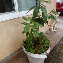 AGUACATES ESPECIALLY 