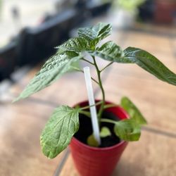 Bell Pepper Plant Live