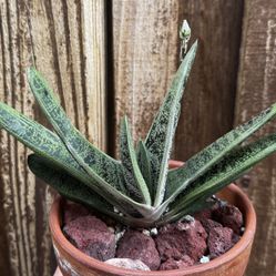 Gasteria Plant/ Gasteria obliqua/Lawyer's Tongue /exotic Plant/ Indoor Plant/