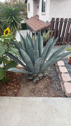 Free Agave Plant - Lemon Grove