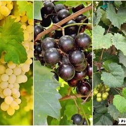 Muscadine Grapes Plant In 3gal Plantas De Uvas En 3gal 