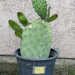 Planta De Nopal