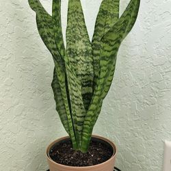 Sansevieria w/ Display Pot