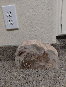 Polished Petrified Wood