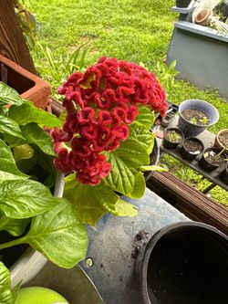Celosia