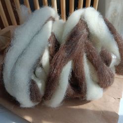 Farm raised sheep