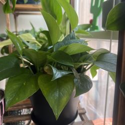 Pothos- Devils ivy 