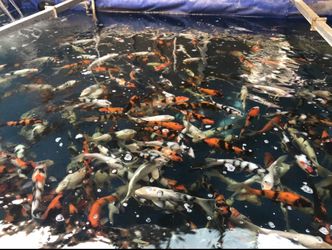 Koi
