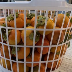 PERSIMMONS -LOVED BY REGULARS _COME  AND TASTE THEM - 100% ORGANIC