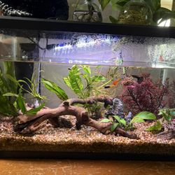 Complete 10 Gal Fish Tank Setup 
