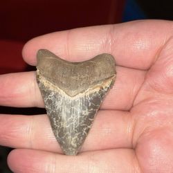 Fossil