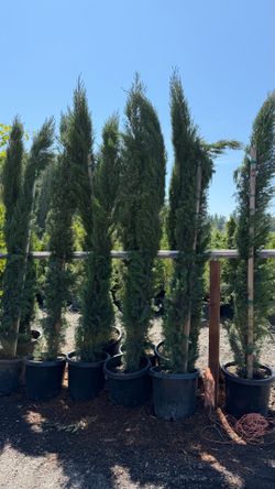 Italian Cypress Trees